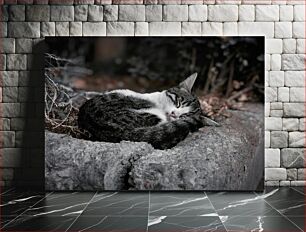 Πίνακας, Sleeping Cat in Nature Κοιμωμένη γάτα στη φύση