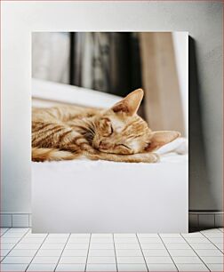 Πίνακας, Sleeping Cat Γάτα που κοιμάται