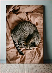 Πίνακας, Sleeping Cat Γάτα που κοιμάται