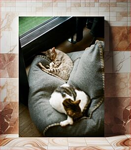 Πίνακας, Sleeping Cats Γάτες που κοιμούνται