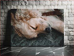 Πίνακας, Sleeping Dog Sleeping Dog