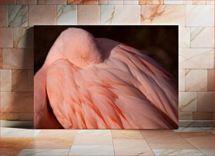Πίνακας, Sleeping Flamingo Φλαμίνγκο ύπνου