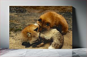 Πίνακας, Sleeping Foxes Together Κοιμώμενες Αλεπούδες Μαζί