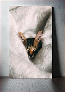 Πίνακας, Sleeping Kitten in Cozy Blanket Sleeping Kitten in Cozy Blanket