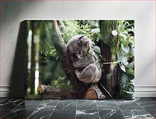 Πίνακας, Sleeping Koala in a Tree Κοάλα που κοιμάται σε ένα δέντρο