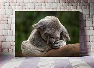 Πίνακας, Sleeping Koala Κοάλα που κοιμάται
