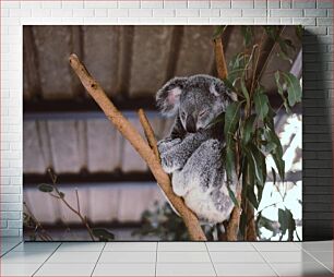 Πίνακας, Sleeping Koala Κοάλα που κοιμάται