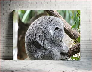 Πίνακας, Sleeping Koala Κοάλα που κοιμάται