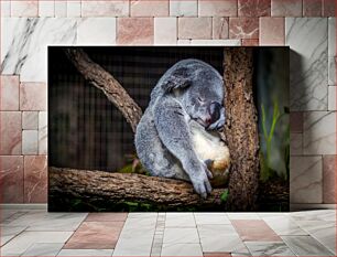 Πίνακας, Sleeping Koala on Tree Κοάλα που κοιμάται στο δέντρο