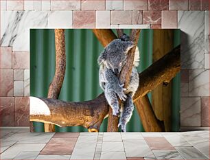 Πίνακας, Sleeping Koala on Tree Κοάλα που κοιμάται στο δέντρο