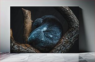 Πίνακας, Sleeping Koala on Tree Κοάλα που κοιμάται στο δέντρο