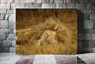 Πίνακας, Sleeping Lion in the Savanna Sleeping Lion στη Σαβάνα