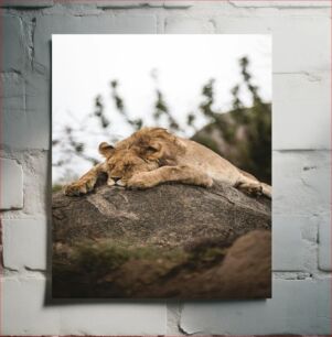Πίνακας, Sleeping Lion on a Rock Sleeping Lion on a Rock