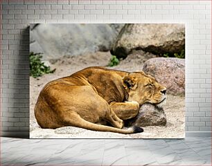 Πίνακας, Sleeping Lioness Κοιμωμένη Λιονταρίνα