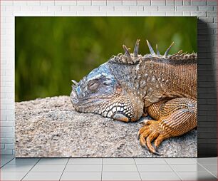 Πίνακας, Sleeping Lizard on Rock Sleeping Lizard on Rock