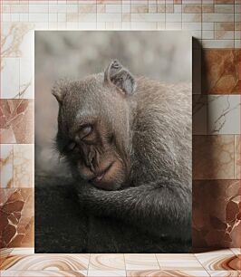 Πίνακας, Sleeping Monkey Sleeping Monkey
