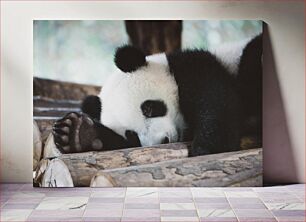 Πίνακας, Sleeping Panda Sleeping Panda