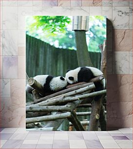 Πίνακας, Sleeping Pandas on Tree Branches Πάντα που κοιμούνται σε κλαδιά δέντρων