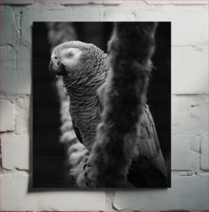 Πίνακας, Sleeping Parrot in Black and White Κοιμισμένος παπαγάλος σε ασπρόμαυρο