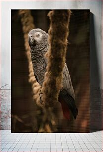 Πίνακας, Sleeping Parrot on Branch Κοιμωμένος παπαγάλος στο κλαδί