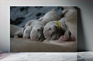 Πίνακας, Sleeping Puppies Κουτάβια που κοιμούνται