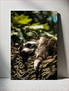 Πίνακας, Sleeping Raccoon in the Forest Κοιμώμενο ρακούν στο δάσος