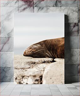 Πίνακας, Sleeping Seal on Rock Sleeping Seal on Rock