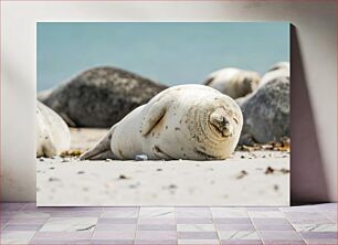 Πίνακας, Sleeping Seals on the Beach Sleeping Seals στην παραλία