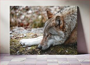 Πίνακας, Sleeping Wolf in Nature Κοιμωμένος Λύκος στη Φύση