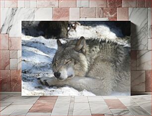 Πίνακας, Sleeping Wolf in Snow Κοιμωμένος λύκος στο χιόνι