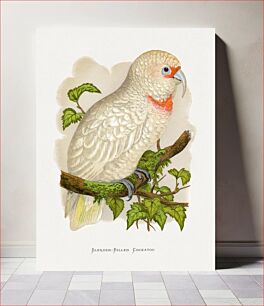 Πίνακας, Slender-Billed Cockatoo (Cacatua tenuirostris) colored wood-engraved plate by Alexander Francis Lydon