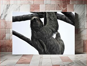 Πίνακας, Sloth on a Tree Τεμπελιά σε ένα δέντρο