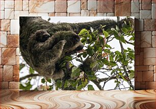 Πίνακας, Sloth with Baby in Tree Sloth with Baby in Tree
