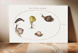 Πίνακας, Slug with Snails (1575–1580) by Joris Hoefnagel
