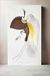 Πίνακας, Small Paradise Bird (Paradisea minor) from Illustrations of Indian zoology (1830-1834) by John Edward Gray (1800-1875)