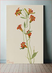 Πίνακας, Small Tiger Lily (Lilium parvum) by Mary Vaux Walcott