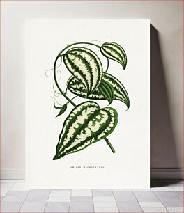Πίνακας, Smilax Macrophylla leaf illustration