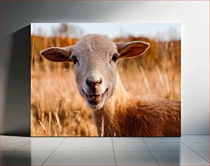 Πίνακας, Smiling Sheep in Meadow Χαμογελαστά Πρόβατα στο Λιβάδι