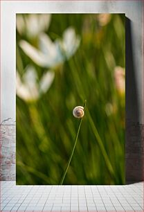 Πίνακας, Snail on a Blade of Grass Snail on a Blade of Grass