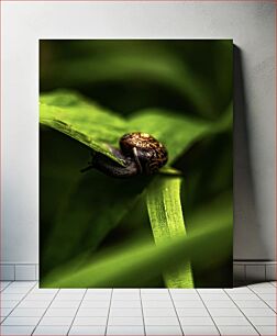 Πίνακας, Snail on a Leaf Σαλιγκάρι σε φύλλο