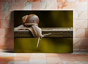 Πίνακας, Snail on a Ledge Σαλιγκάρι σε προεξοχή