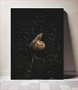 Πίνακας, Snail on Dark Surface Σαλιγκάρι σε σκοτεινή επιφάνεια