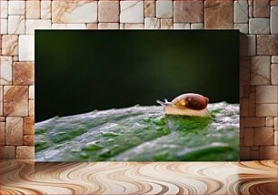 Πίνακας, Snail on Dewy Leaf Σαλιγκάρι σε Δροσοφυλλιά
