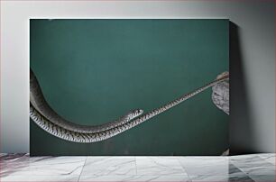 Πίνακας, Snake Balancing on a Rope Ισορροπία φιδιού σε σχοινί