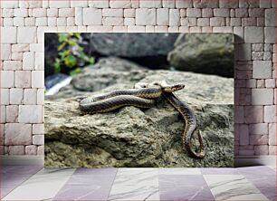 Πίνακας, Snake on a Rock Φίδι σε βράχο