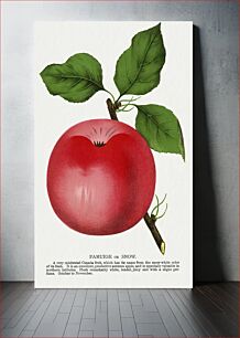 Πίνακας, Snow apple lithograph