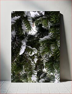 Πίνακας, Snow-Covered Pine Branches Χιονισμένα κλαδιά πεύκου