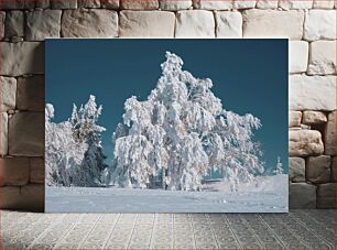 Πίνακας, Snow-Covered Trees Under a Clear Sky Χιονισμένα δέντρα κάτω από έναν καθαρό ουρανό