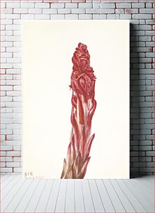 Πίνακας, Snow Plant (Sarcodes sanguinea) by Mary Vaux Walcott