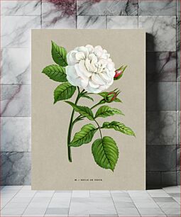 Πίνακας, Snowball rose, vintage flower illustration by François-Frédéric Grobon